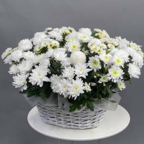 Композиция в корзине из микса хризантем в Ступино