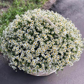 Композиция в корзине из 151 ромашки в Ступино