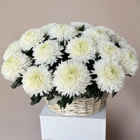 Композиция в корзине из 25 хризантем Магнум в Ступино