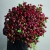 Монобукет из 75 кустовых роз Марун (70 см) в Ступино