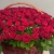Композиция в корзине из 151 красной розы в Ступино Композиция в корзине из 151 красной розы в Ступино