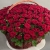 Композиция в корзине из 151 красной розы в Ступино Композиция в корзине из 151 красной розы в Ступино