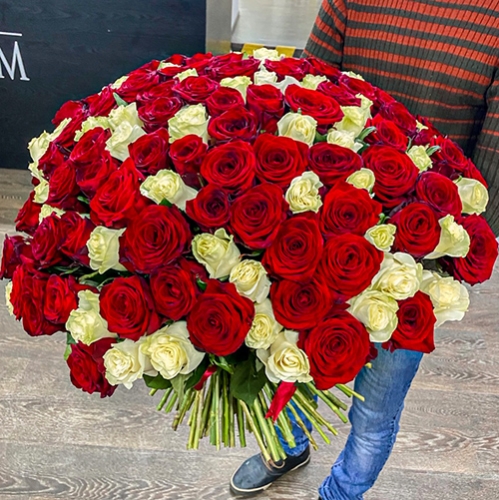 Букет 151 роза красный и белый микс (60 см) в Ступино