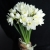 Букет из 25 нарциссов в Ступино Букет из 25 нарциссов в Ступино
